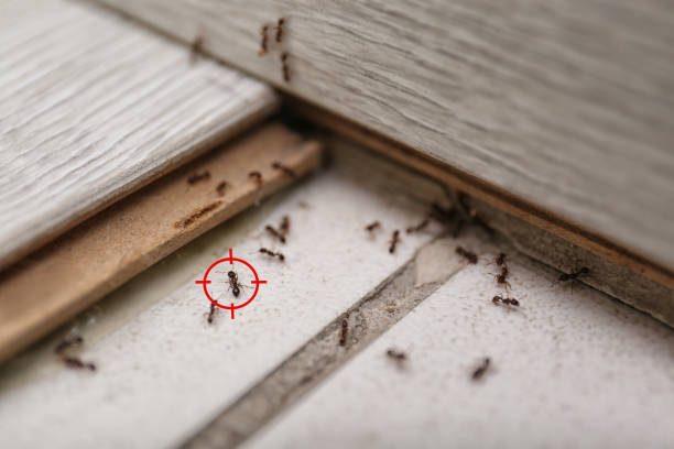 Best Wasp Removal Services  in Chico, CA