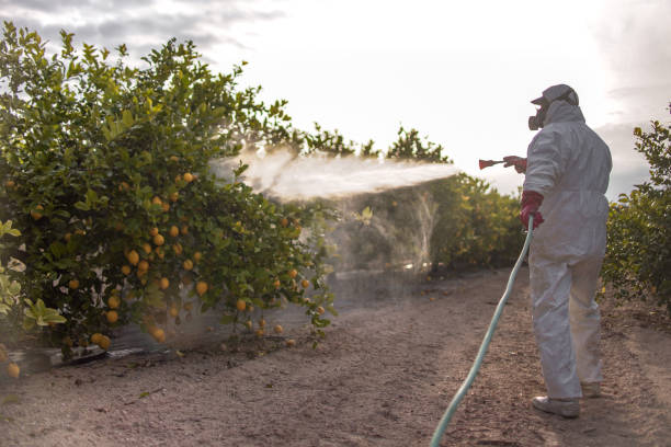 Best Emergency Pest Control  in Chico, CA